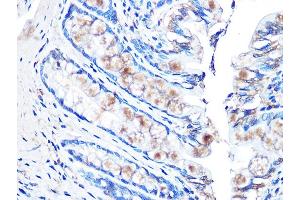 Immunohistochemistry of paraffin-embedded rat rectum using MUC2 Rabbit mAb (ABIN7268689) at dilution of 1:100 (40x lens). (MUC2 antibody)