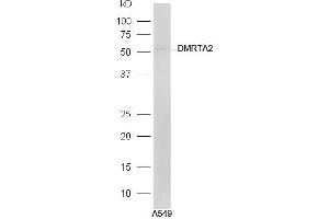 A549 lysates probed with Rabbit Anti-DMRTA2 Polyclonal Antibody, Unconjugated (ABIN2559455) at 1:300 in 4˚C. (DMRTA2 antibody  (AA 21-120))