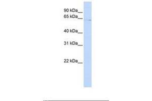 ZNF257 antibody  (AA 74-123)