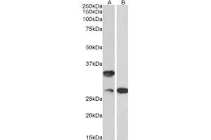 ABIN2561494 (0. (C16orf57 antibody  (AA 154-167))