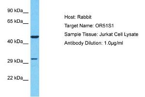 Host: Rabbit Target Name: OR51S1 Sample Type: Jurkat Whole Cell lysates Antibody Dilution: 1. (OR51S1 antibody  (C-Term))