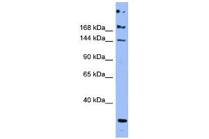 WB Suggested Anti-APOB Antibody Titration:  0. (APOB antibody  (Middle Region))