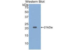 Western Blotting (WB) image for anti-Tumor Necrosis Factor alpha (TNF alpha) (AA 80-235) antibody (ABIN2119941) (TNF alpha antibody  (AA 80-235))