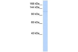 WB Suggested Anti-NEDD9 Antibody Titration:  0. (NEDD9 antibody  (Middle Region))