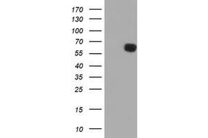 Western Blotting (WB) image for anti-Phosphoribosyl Pyrophosphate Amidotransferase (PPAT) (AA 42-278) antibody (ABIN1491503) (PPAT antibody  (AA 42-278))