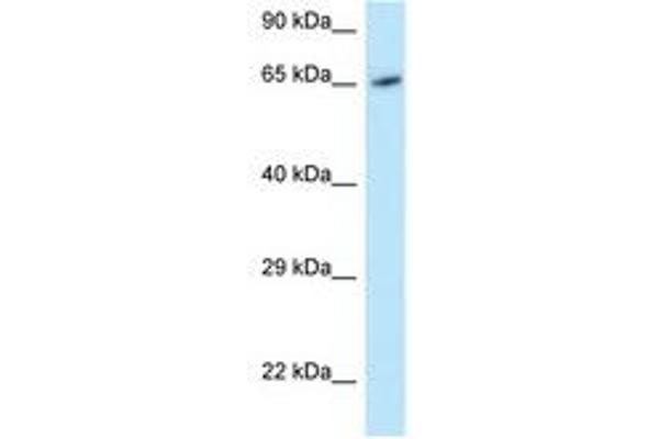 MOXD1 antibody  (AA 434-483)