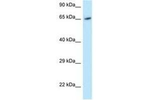 Image no. 1 for anti-Monooxygenase, DBH-Like 1 (MOXD1) (AA 434-483) antibody (ABIN6747745) (MOXD1 antibody  (AA 434-483))