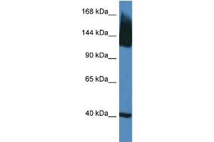 WB Suggested Anti-Slc12a5 Antibody   Titration: 1. (KCC2 antibody  (N-Term))
