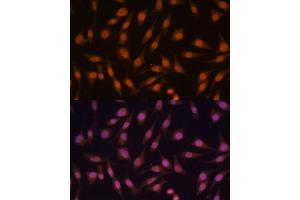 Immunofluorescence analysis of L929 cells using EED Polyclonal Antibody (ABIN6133691, ABIN6139940, ABIN6139943 and ABIN6216521) at dilution of 1:100 (40x lens). (EED antibody  (AA 1-100))