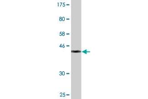 Western Blot detection against Immunogen (37.