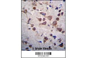 PIGA Antibody immunohistochemistry analysis in formalin fixed and paraffin embedded human brain tissue followed by peroxidase conjugation of the secondary antibody and DAB staining. (PIGA antibody  (C-Term))
