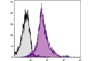 BALB/c mouse splenocytes were stained with Rat Anti-Mouse CD18-PE. (Integrin beta 2 antibody  (PE))