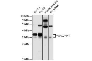 Western blot analysis of extracts of various cell lines, using AASDHPPT antibody (ABIN6291791) at 1:3000 dilution. (AASDHPPT antibody)