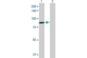 Western Blot analysis of SSX2IP expression in transfected 293T cell line by SSX2IP MaxPab polyclonal antibody. (SSX2IP antibody  (AA 1-614))