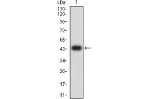 Western blot analysis using CD42B mAb against human CD42B (AA: extra 17-183) recombinant protein. (CD42b antibody  (AA 17-183))
