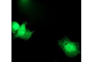Immunofluorescence (IF) image for anti-Synaptosomal-Associated Protein, 25kDa (SNAP25) antibody (ABIN1501017)