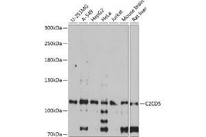 Western blot analysis of extracts of various cell lines, using C2CD5 antibody  at 1:1000 dilution. (C2CD5/KIAA0528 antibody  (AA 732-1051))