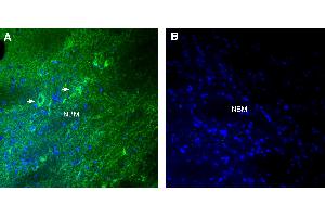 anti-G Protein-Coupled Receptor 151 (GPR151) (AA 23-36), (Extracellular), (N-Term) antibody