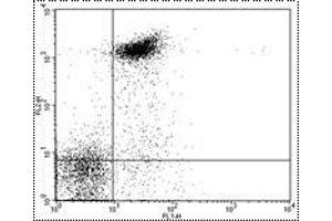 Image no. 1 for anti-CD32/CD16 (CD32/CD16) antibody (FITC) (ABIN476509) (CD32/CD16 antibody  (FITC))