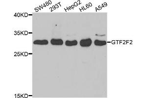 Western blot analysis of extracts of various cell lines, using GTF2F2 antibody. (GTF2F2 antibody)