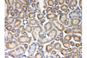 Anti- AIM2 Picoband antibody, IHC(P) IHC(P): Mouse Kidney Tissue (AIM2 antibody  (AA 14-215))
