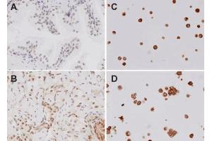 Immunohistochemistry analysis using Rabbit Anti-TLR4 Polyclonal Antibody . (TLR4 antibody  (AA 420-435) (Atto 390))