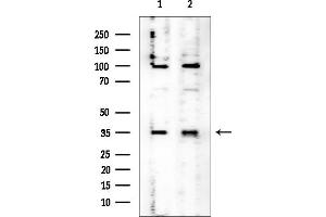 anti-CWC15 Spliceosome-Associated Protein Homolog (CWC15) (N-Term) antibody