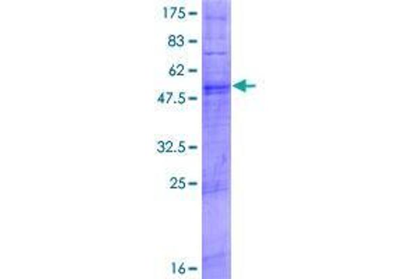 TAS2R9 Protein (AA 1-312) (GST tag)