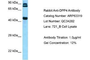 Western Blotting (WB) image for anti-Dipeptidyl-Peptidase 4 (DPP4) (C-Term) antibody (ABIN2789445)