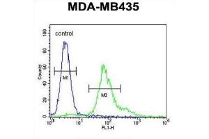 Flow Cytometry (FACS) image for anti-ERO1-Like beta (ERO1LB) antibody (ABIN3002267) (ERO1LB antibody)