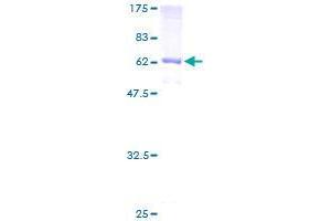 CD207 Protein (AA 1-328) (GST tag)