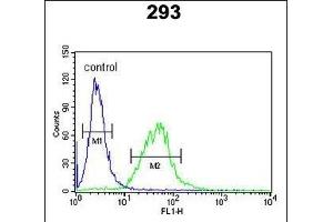 BCOR Antibody (Center ) (ABIN391538 and ABIN2841489) flow cytometric analysis of 293 cells (right histogram) compared to a negative control cell (left histogram).