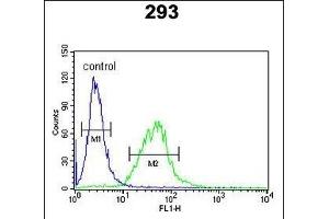 BCOR Antibody (Center ) (ABIN391538 and ABIN2841489) flow cytometric analysis of 293 cells (right histogram) compared to a negative control cell (left histogram). (BCOR antibody  (AA 1107-1137))