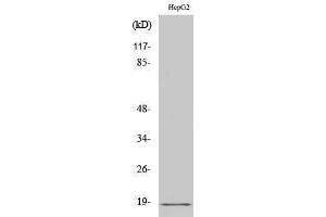 Western Blotting (WB) image for anti-Calmodulin 1 (Calm1) (Lys12) antibody (ABIN3179902) (Calmodulin 1 antibody  (Lys12))