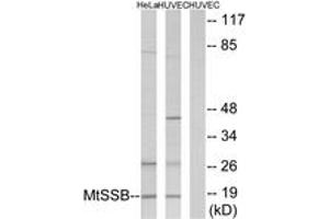 Western blot analysis of extracts from HuvEc/HeLa cells, using MtSSB Antibody. (SSBP1 antibody  (AA 99-148))