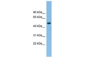 PTPRR antibody used at 1 ug/ml to detect target protein. (PTPRR antibody  (N-Term))