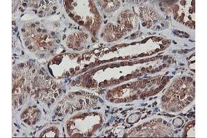 Immunohistochemical staining of paraffin-embedded Human Kidney tissue using anti-AKT1 mouse monoclonal antibody. (AKT1 antibody)