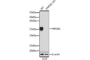 Western blot analysis of extracts from wild type (WT) and HMGB1 knockout (KO) 293T cells, using HMGB1 antibody (ABIN7267648) at 1:1000 dilution. (HMGB1 antibody)