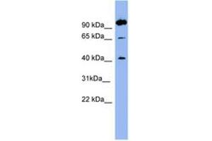 Image no. 1 for anti-Neurotensin Receptor 1 (High Affinity) (NTSR1) (AA 35-84) antibody (ABIN6741682) (NTSR1 antibody  (AA 35-84))