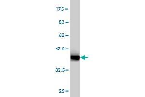 Western Blotting (WB) image for anti-Keratin 4 (KRT4) (AA 194-300) antibody (ABIN561626)