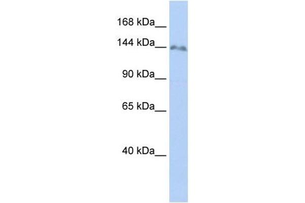 ZNF862 antibody