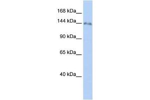 Western Blotting (WB) image for anti-Zinc Finger Protein 862 (ZNF862) antibody (ABIN2459419)