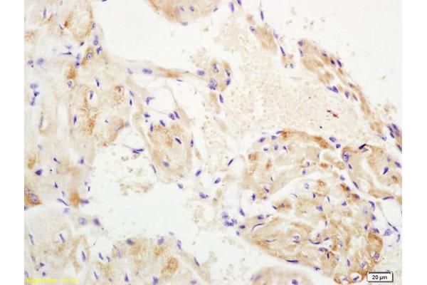 WNT10B antibody  (AA 201-300)