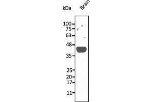 Western Blotting (WB) image for anti-Adenosine A2a Receptor (ADORA2A) (C-Term) antibody (ABIN7272985) (Adenosine A2a Receptor antibody  (C-Term))