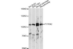 Western blot analysis of extracts of various cell lines, using PTPRN2 antibody.