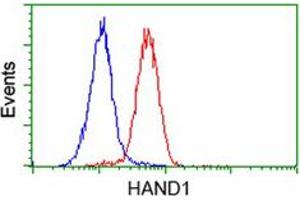 Flow cytometric analysis of HeLa cells with HAND1 monoclonal antibody, clone 1G10  (Red).