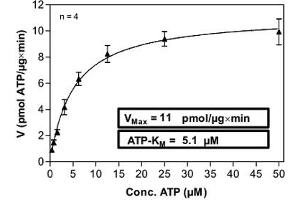 Image no. 1 for Receptor-Interacting Serine-threonine Kinase 2 (RIPK2) (AA 1-299) (Active) protein (His-GST) (ABIN5569595)