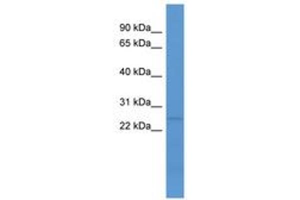C1ql1 antibody  (N-Term)
