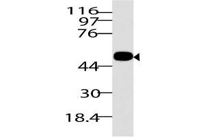 Image no. 1 for anti-RuvB-Like 1 (E. Coli) (RUVBL1) (AA 1-268) antibody (ABIN5027514) (RUVBL1 antibody  (AA 1-268))