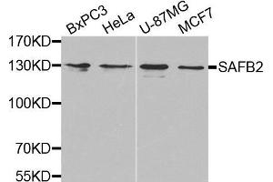 Western blot analysis of extracts of various cell lines, using SAFB2 antibody. (SAFB2 antibody  (AA 1-255))